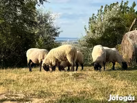 Kos, Tsigai sheep — 4. fotó
