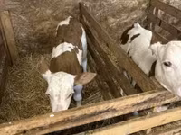 Vaca, Raza gris húngara — foto 2