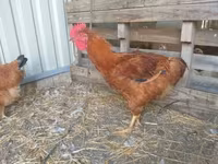 Chickens — 3-сурет