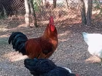 Ayam Cemani — 5. fotó