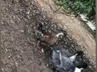 Geese — 照片 2