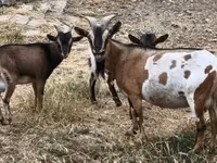 公山羊, Goats — 照片 2