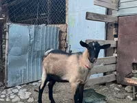 Cabras (lote, sexo no especificado), Cabras — foto 2