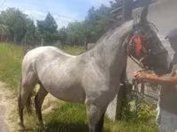 Caballo, Caballos — foto 3