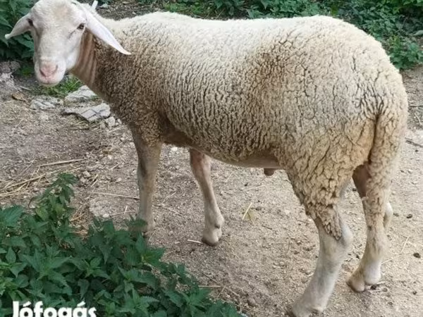 Kos, Luzein sheep — Magyarország