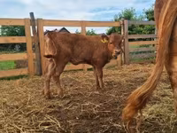 Cow, Simmental cattle — photo 1