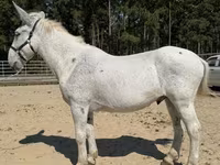 Айғыр, Mule — 2-сурет