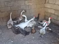 Geese — Foto 4