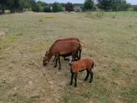 भेड़, Cameroon sheep — फ़ोटो 2