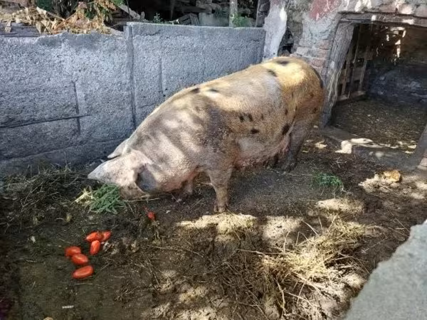Prasnice,  — Maďarsko