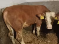 Bulle, Simmental cattle — Foto 1