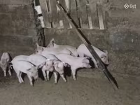 Boar, Pigs — photo 1