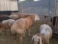 Bélier, Arashan sheep — photo 8