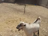 बकरा, Saanen goat — फ़ोटो 3