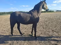 Horse (M), Nonius horse — photo 6