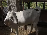 Ziege, Beetal goats — Foto 2