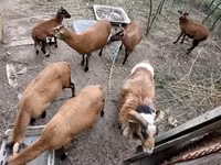 मेढ़ा, Cameroon sheep — फ़ोटो 5