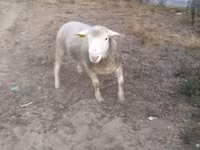 Kos, Ile-de-France sheep — 3. fotó