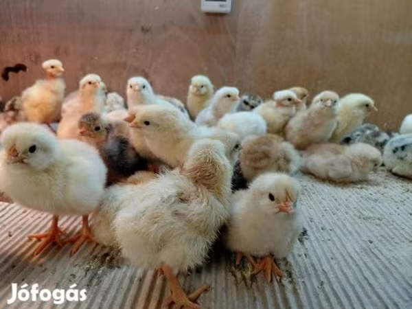 Chickens — Hungary