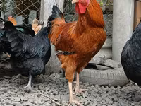 Chickens — 照片 1
