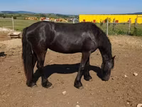 Jument, Friesian — photo 2