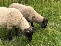 كبش, White Suffolk sheep — الصورة 2