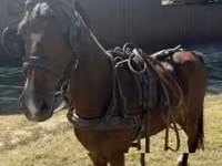 At, Hackney horse — foto 3
