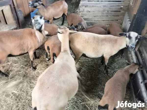 Juh, Cameroon sheep