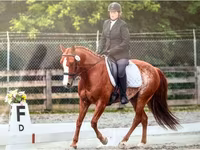 Hing, Quarter Horse — 5. fotó