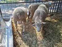 Kos, Ile-de-France sheep — 3. fotó