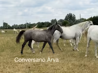 Hing, Lovak — 3. fotó