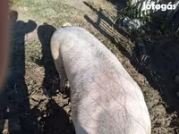 公猪, Pigs — 照片 4