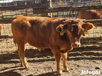 Toro, Vaca Limousin — foto 2