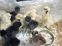 Chickens — Foto 5