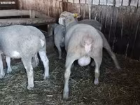 Kos, Ile-de-France sheep — 2. fotó