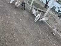 Ducks — الصورة 6