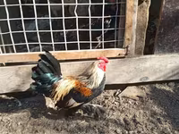 bantam — 2. fotó