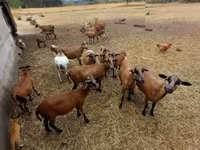 公羊, Cameroon sheep — 照片 1