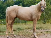 Hing, Quarter Horse — 2. fotó