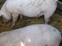 Sow, Pigs — photo 4