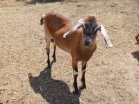 公山羊, Goats — 照片 3