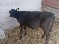 Vaca, Russian Black pied cattle — foto 5