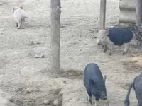 母猪, Pigs — 照片 6
