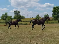 At, American paint horse — foto 3