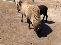 Kos, Suffolk sheep — 4. fotó