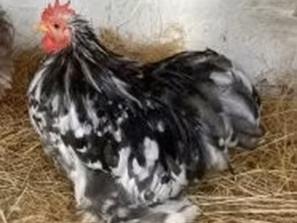 Bantam Pekín