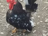 Chickens — 3-сурет