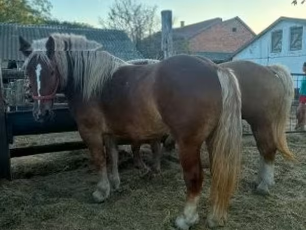 Jument, Hungarian horse breed