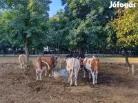 Cow, Simmental cattle — photo 4