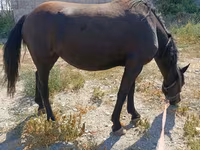 Klisna, Skyros Pony — foto 3